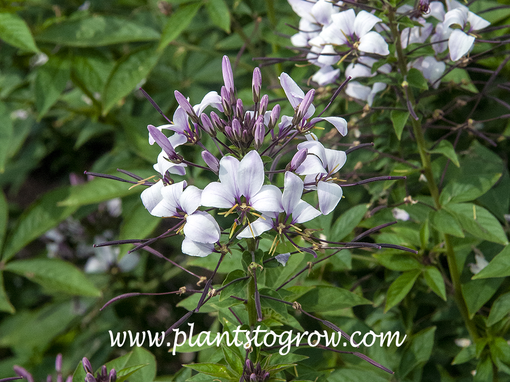 Senorita Blanca Spider Flower (Cleome hassleriana)